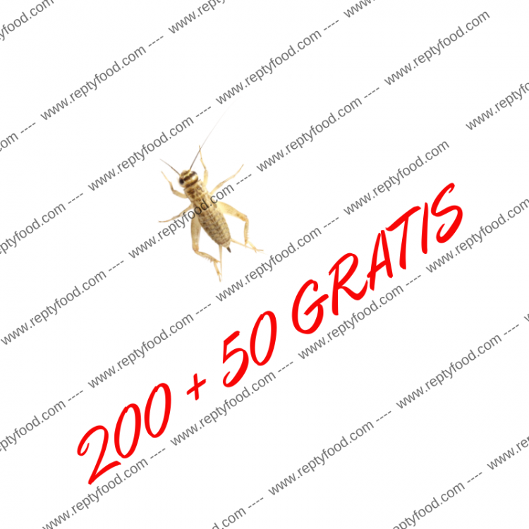 ACHETA MEDI 200+50 PEZZI GRATIS - INSETTI DA PASTO