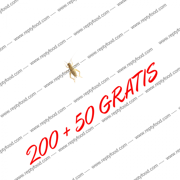 ACHETA SMALL 200+50 PEZZI GRATIS