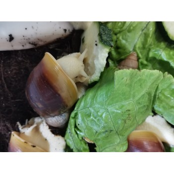 ACHATINA FULICA WHITE JADE M