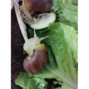 ACHATINA FULICA WHITE JADE M