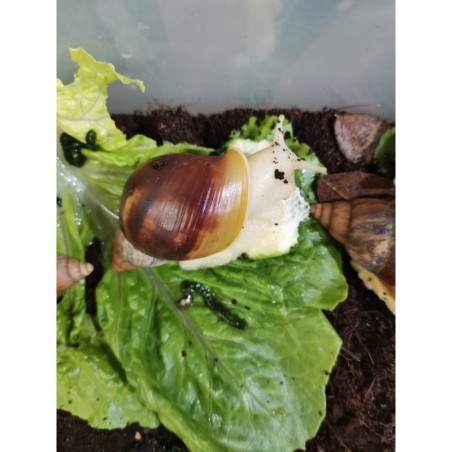 ACHATINA FULICA WHITE JADE L