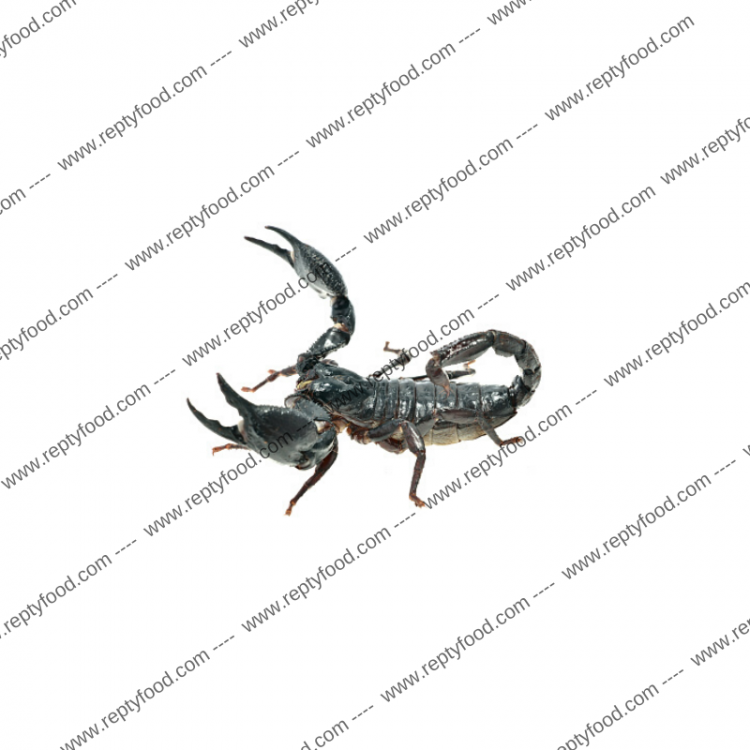 HETEROMETRUS CYANEUS - SCORPIONE ASIATICO