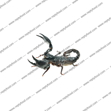 HETEROMETRUS CYANEUS - SCORPIONE ASIATICO