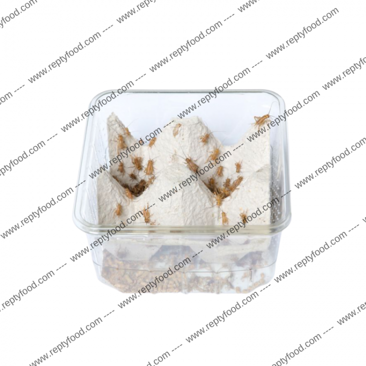 ACHETA SMALL DOSE (80 PEZZI) - INSETTI DA PASTO