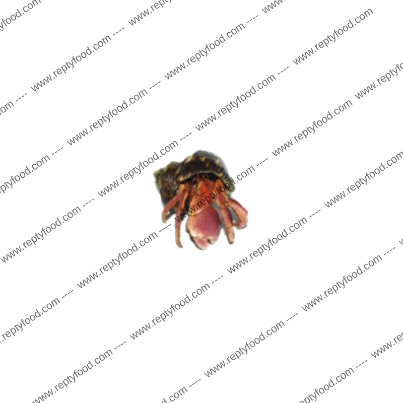 COENOBITA BREVIMANUS LILLA - PAGURO DI TERRA