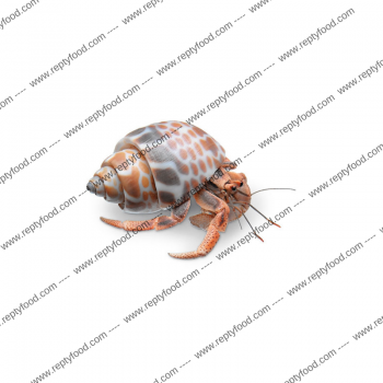 COENOBITA CLYPEATUS - PAGURO DI TERRA