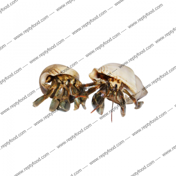 COENOBITA RUGOSUS - PAGURO DI TERRA