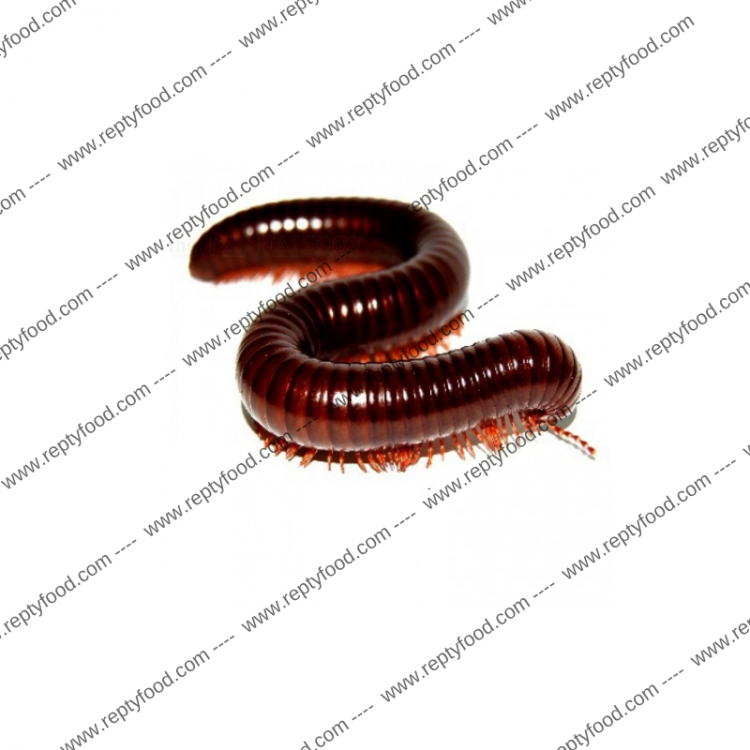 OPHISTREPTUS GUINEENSIS - MILLEPIEDI GIGANTE AFRICANO