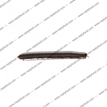 TONKINBOLUS DOLLFUSII - MILLEPIEDI DEL SUD-EST ASIATICO