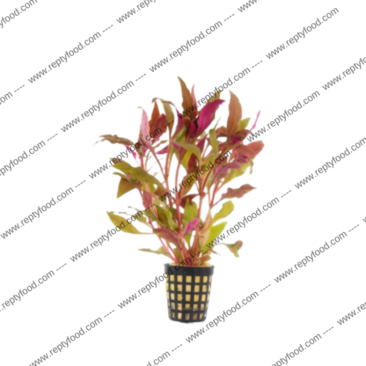 ALTERNANTHERA SPLENDIDA - PIANTA PER ACQUARIO