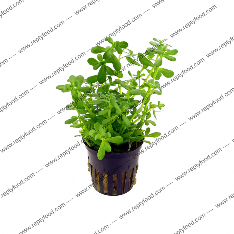 BACOPA MONNIERI - PIANTE PER ACQUARI TROPICALI