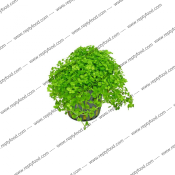 MICRANTHEMUM UMBROSUM - PIANTA PER ACQUARIO