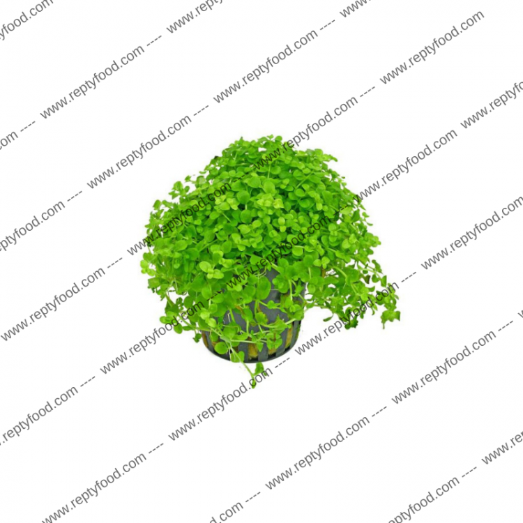 MICRANTHEMUM UMBROSUM - PIANTA PER ACQUARIO