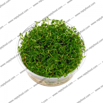 LUDWIGIA ARCUATA - PIANTA PER ACQUARIO