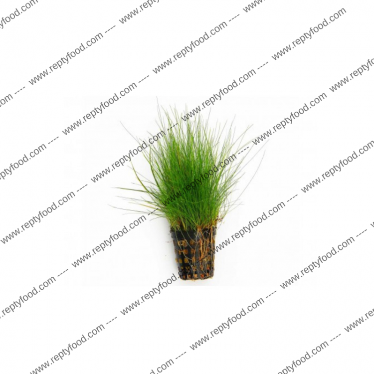 ELEOCHARIS ACICULARIS - PIANTA PER ACQUARO