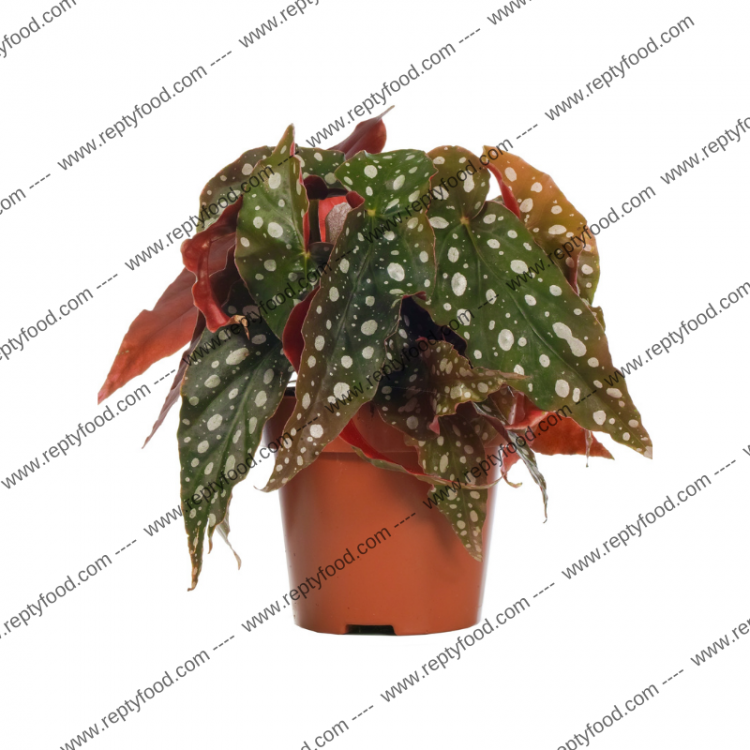BEGONIA MACULATA WIGHTII - PIANTE DA TERRARIO