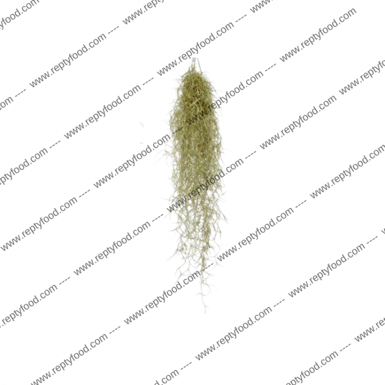 TILLANDSIA USNEOIDES - PIANTE DA TERRARIO