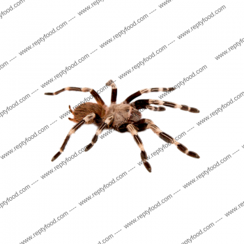 NHANDU CHROMATUS SLING