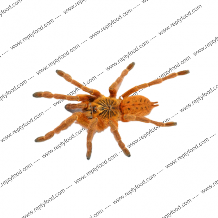 PTERINOCHILUS MURINUS - TARANTOLA AFRICANA