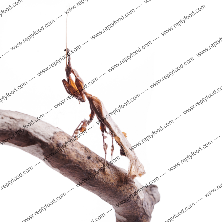 PHYLLOCRANIA PARADOXA - MANTIDE FANTASMA