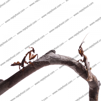 PHYLLOCRANIA PARADOXA - MANTIDE FANTASMA