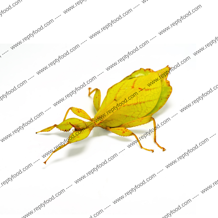 PHYLLIUM PHILIPPINICUM - INSETTO FOGLIA