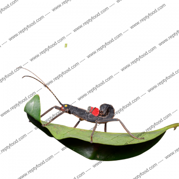 PERUPHASMA SCHULTEI - INSETTO STECCO PERUVIANO