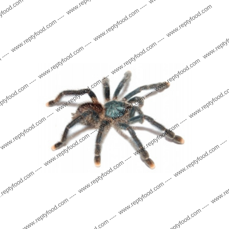 AVICULARIA BLUE MOON S/M