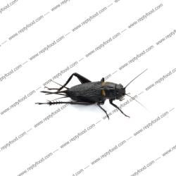 INSETTI DA PASTO GRILLO BIMACULATUS SMALL DOSE INSETTI DA PASTO GRILLO BIMACULATUS SMALL DOSE