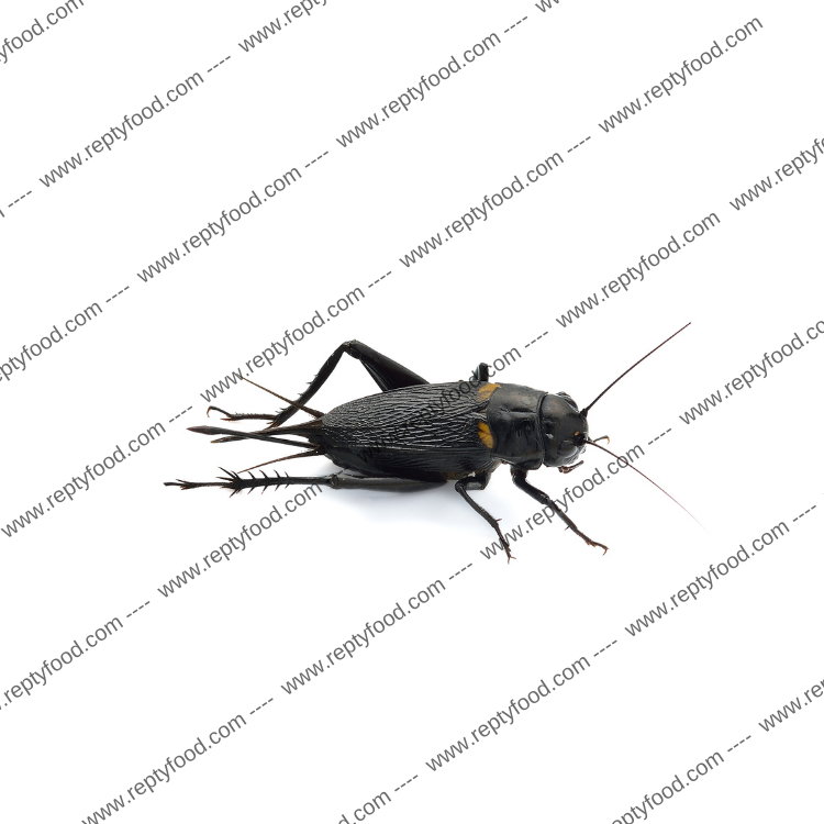 GRILLO BIMACULATUS ADULTI DOSE - INSETTI DA PASTO