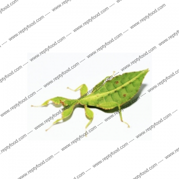 PHYLLIUM LETIRANTI - INSETTO FOGLIA TROPICALE