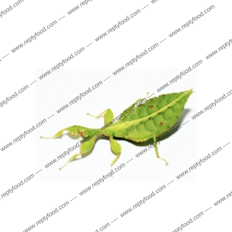 PHYLLIUM LETIRANTI - INSETTO FOGLIA TROPICALE
