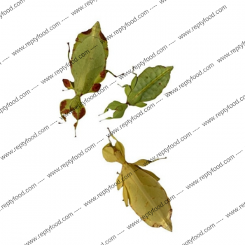 PHYLLIUM LETIRANTI - INSETTO FOGLIA TROPICALE