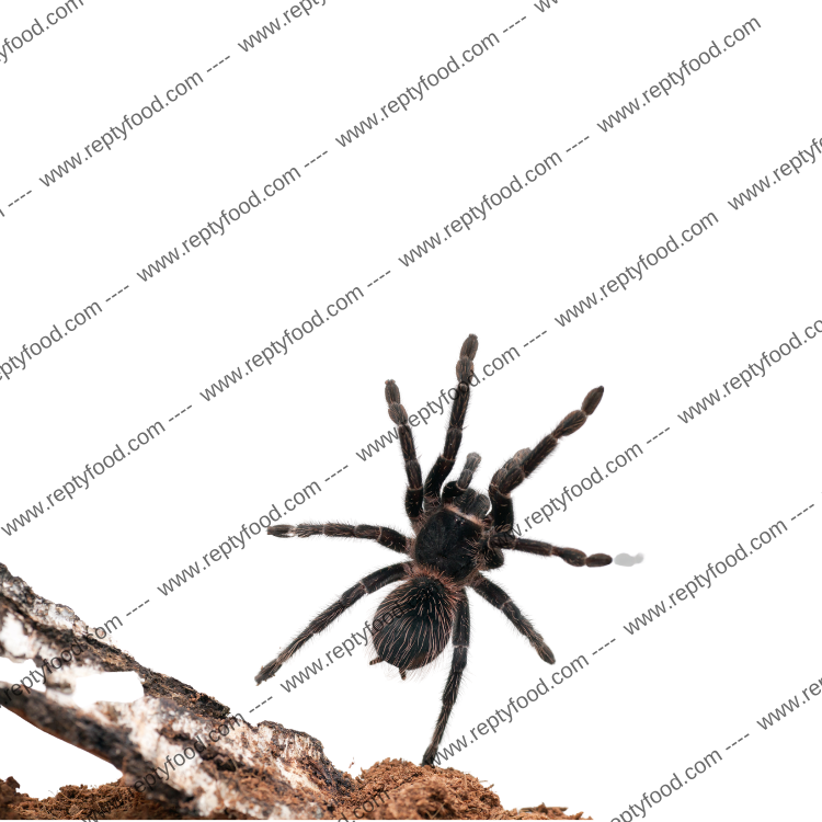 LASIODORA PARAHYBANA FEMMINA - TARANTOLA GIGANTE BRASILIANA