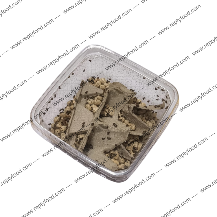 TONCHI DEL FAGIOLO - INSETTI DA PASTO