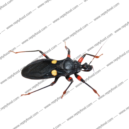 PLATYMERIS GUTTATIPENNIS