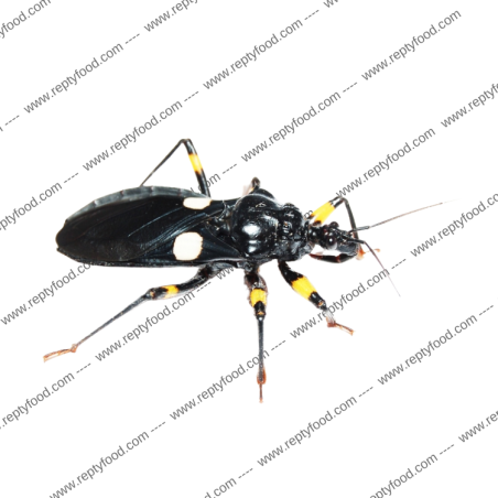 PLATYMERIS BIGUTTATUS - CIMICI ASSASSINE