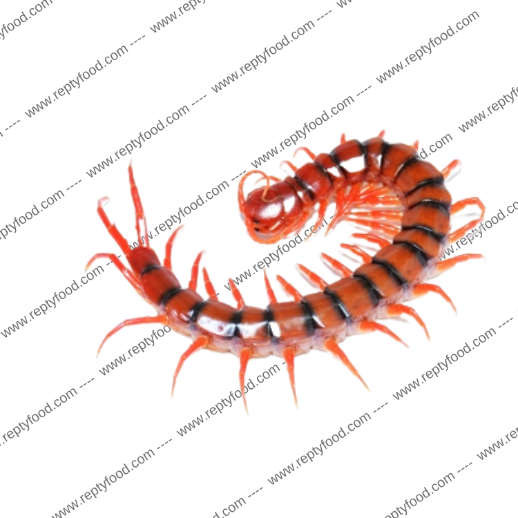 SCOPOLENDRA DEHAANI CHERRY RED MALAYSIA