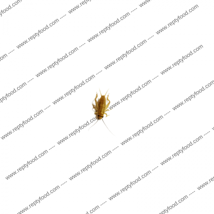 ACHETA SMALL 2000 PEZZI - INSETTI DA PASTO