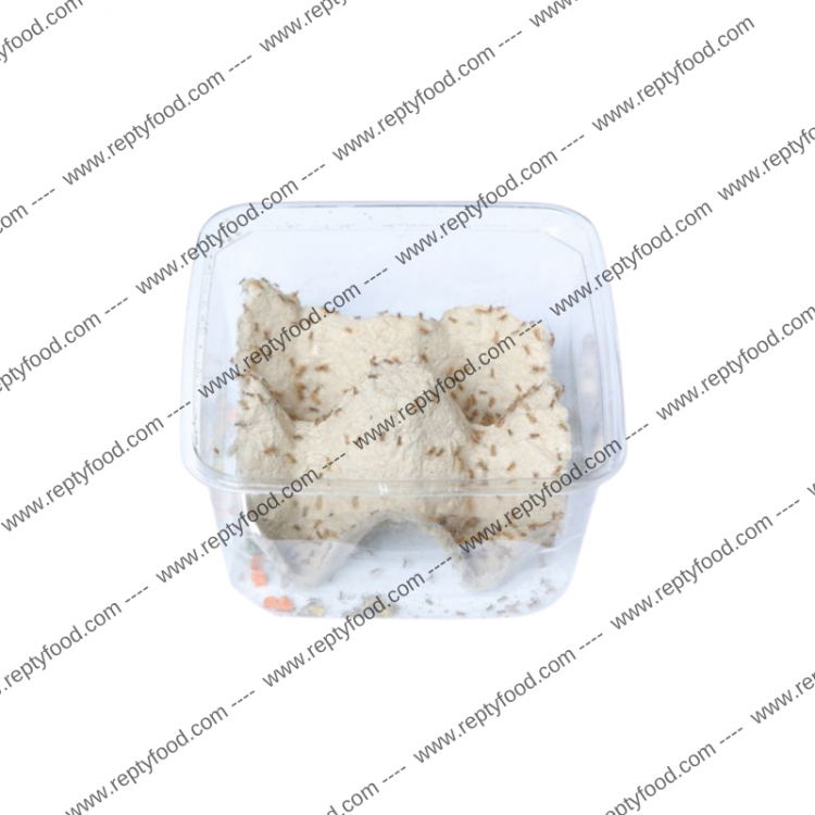 ACHETA MICRO 1000 PEZZI - INSETTI DA PASTO