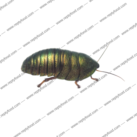 Vendita PSEUDOGLOMERIS MAGNIFICA