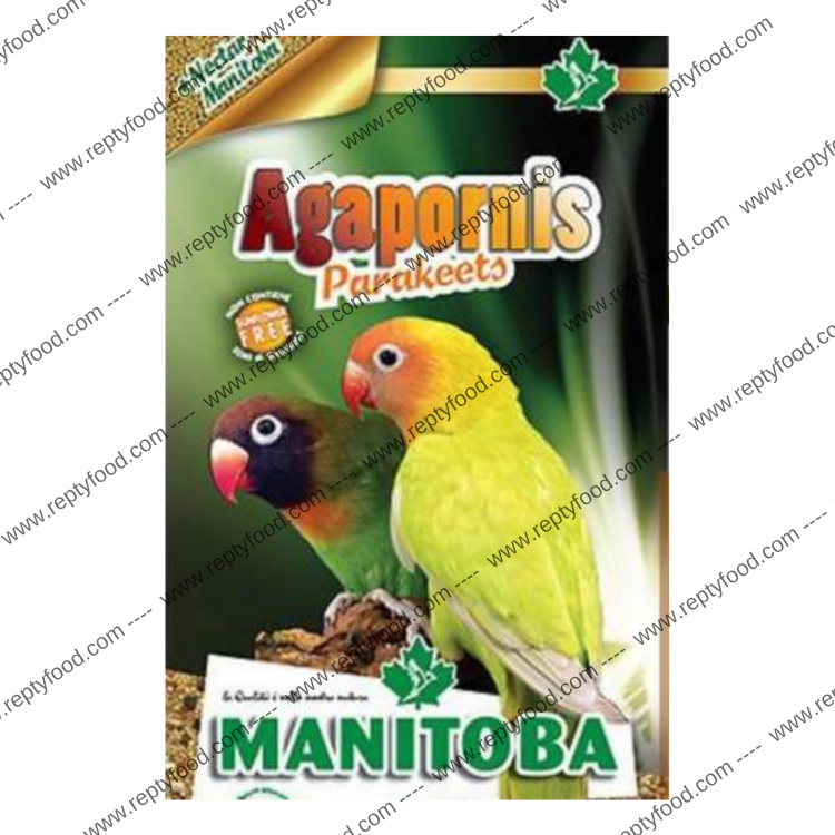 MANITOBA AGAPORNIS PARAKEETS