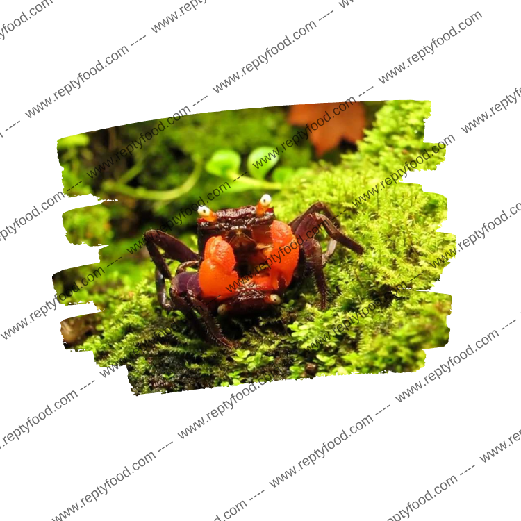 GEOSESARMA RED DEVIL