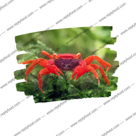 GEOSESARMA RED TOMATO