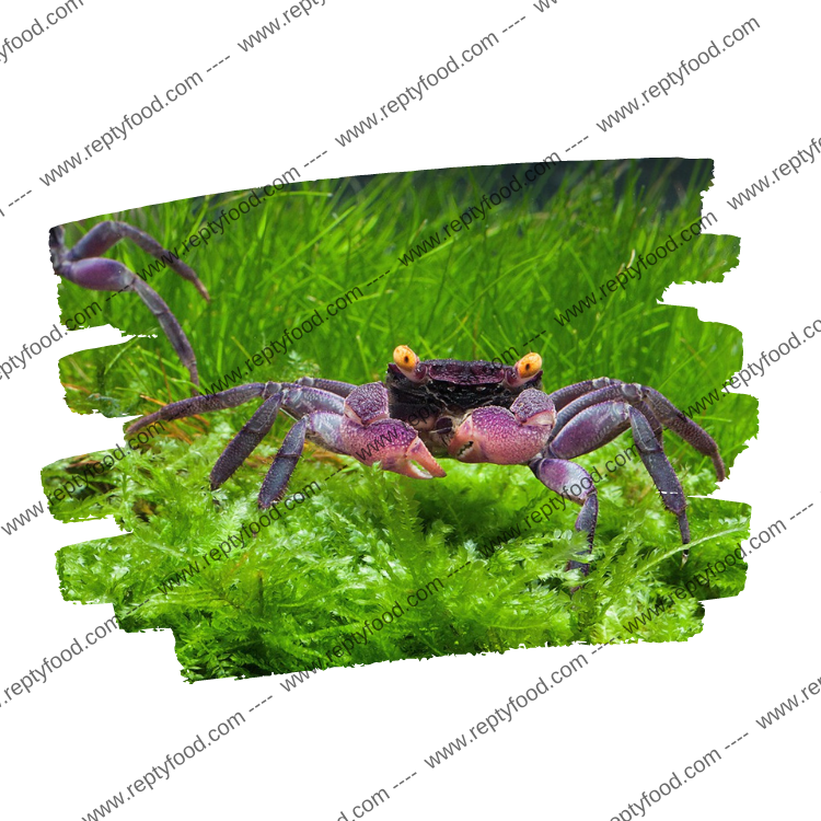 GEOSESARMA RED CARNAVAL