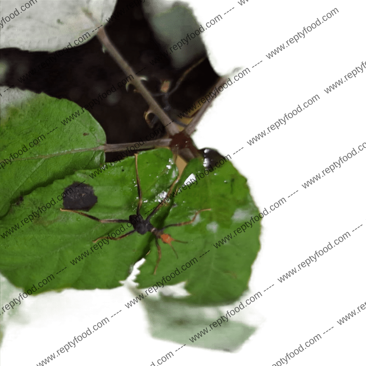 3 x EXTATOSOMA TIARATUM