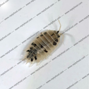 PORCELLIO LEAVIS "DAIRY COW" - ISOPODI TERRESTRI