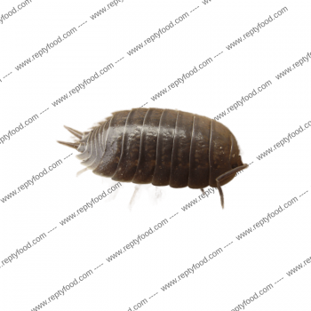 PORCELLIO LEAVIS - ISOPODI TERRESTRI