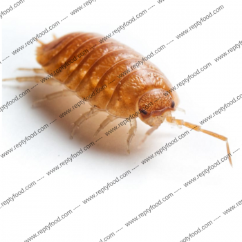 PORCELLIO LEAVIS ORANGE - ISOPODI TERRESTRI