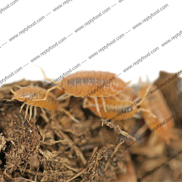 PORCELLIONIDES PRUINOSUS 'POWDER ORANGE'